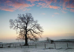 January - Frosty Sunrise by Catherine Vint
